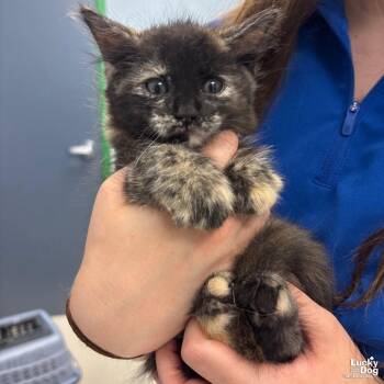 Bunny -  Domestic Short Hair Cat for Adoption in Washington, District Of Columbia - Bunny | PetCurious