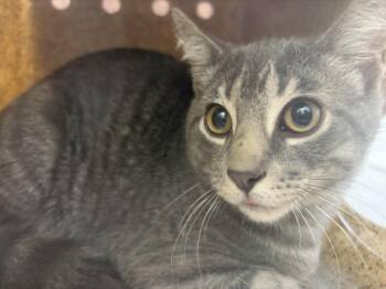 HENRY -  Domestic Short Hair Cat for Adoption in Loveland, Colorado - HENRY | PetCurious