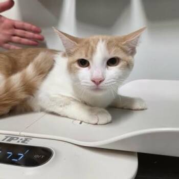 Queen Elizabeth I -  Domestic Short Hair Cat for Adoption in Fredericksburg, Virginia - Queen Elizabeth I | PetCurious