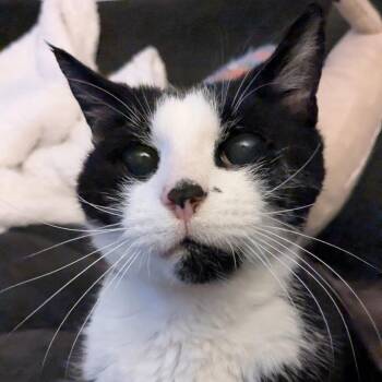 Rupert -  Domestic Short Hair Cat for Adoption in Washington, Pennsylvania - Rupert | PetCurious