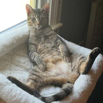 Sophia -  Domestic Short Hair Cat for Adoption in Alexandria, Louisiana - Sophia | PetCurious