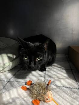 Shadow- front declawed -  Domestic Short Hair Cat for Adoption in Pierceton, Indiana - Shadow- Front Declawed | PetCurious