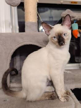 Rescue Siamese Cats for Adoption in Mobile, Alabama - Crescent | PetCurious