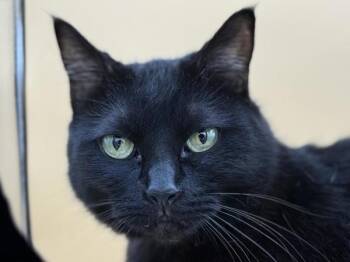 Rain -  Domestic Short Hair Cat for Adoption in Portland, Oregon - Rain | PetCurious