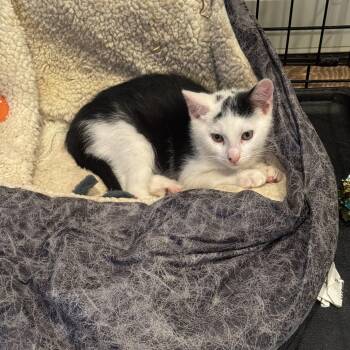 Scotch -  Domestic Short Hair and Tuxedo Cat for Adoption in Mastic, New York - Scotch | PetCurious