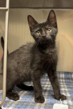 Fudge -  Domestic Short Hair Cat for Adoption in Montville, New Jersey - Fudge | PetCurious