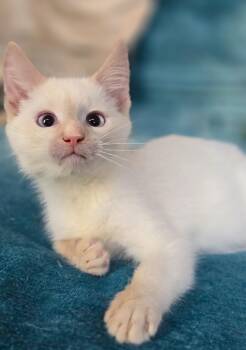 Rescue Domestic Short Hair Cats for Adoption in Harrison Township, New Jersey - Tahini | PetCurious