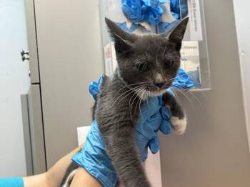 Botanist -  Domestic Short Hair Cat for Adoption in New York, New York - Botanist | PetCurious