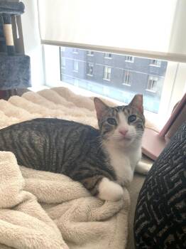 Leoncito -  Domestic Short Hair Cat for Adoption in New York, New York - Leoncito | PetCurious