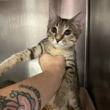 1260-C26 -  Domestic Short Hair Cat for Adoption in Port Charlotte, Florida - 1260-C26 | PetCurious