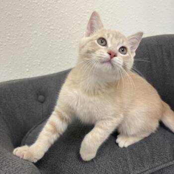 Wheat Thin -  Domestic Short Hair Cat for Adoption in Red Wing, Minnesota - Wheat Thin | PetCurious