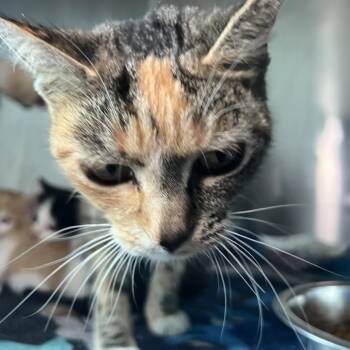 Solar -  Domestic Short Hair Cat for Adoption in Matteson, Illinois - Solar | PetCurious