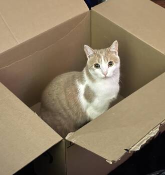 Rescue Domestic Short Hair Cats for Adoption in Bowie, Maryland - Spook | PetCurious