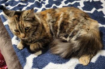 Domestic Medium Hair and Torbie Cats Available for Adoption - Lulu Quintet | PetCurious