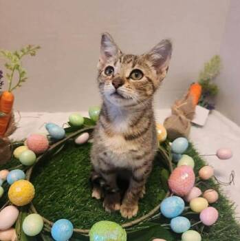 Tabby Cats Available for Adoption - Marty | PetCurious