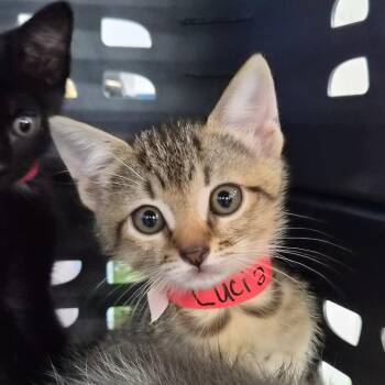 Domestic Short Hair Cats Available for Adoption in Montgomery, Alabama - Lucia | PetCurious