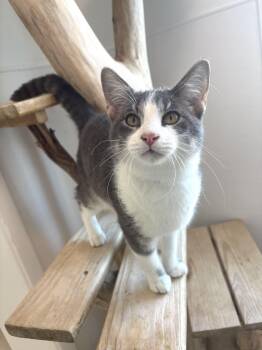 Domestic Short Hair Cats Available for Adoption in Chicago, Illinois - Arancini | PetCurious