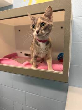 WILMA -  Domestic Short Hair Cat Available for Adoption in Peoria, Illinois - WILMA | PetCurious