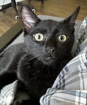 Briggs -  Domestic Short Hair Cat for Adoption in Emerald Isle, North Carolina - Briggs | PetCurious