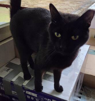 Domestic Short Hair Cats Available for Adoption in Salisbury, North Carolina - Ari | PetCurious