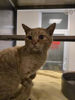 Domestic Short Hair Cats Available for Adoption in Plano, Texas - Blaze A217842 | PetCurious