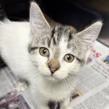 Rescue Domestic Short Hair Cats for Adoption in North Myrtle Beach, South Carolina - Henderson | PetCurious