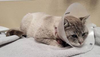 Siamese Cats Available for Adoption in Vancouver, Washington - Shuffle | PetCurious