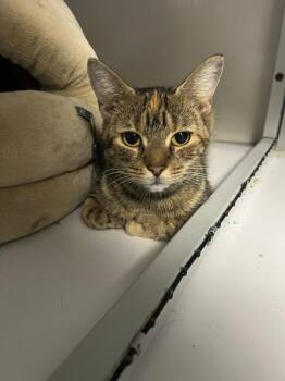 Rescue Domestic Short Hair Cats for Adoption in West Mifflin, Pennsylvania - Patty Melt | PetCurious