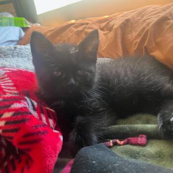 Domestic Medium Hair Cats Available for Adoption in Fredericksburg, Virginia - Nebula Blade | PetCurious