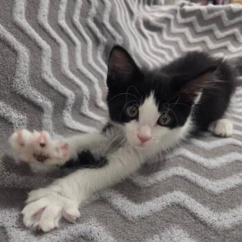 Harlem -  Domestic Short Hair Cat for Adoption in Brea, California - Harlem | PetCurious