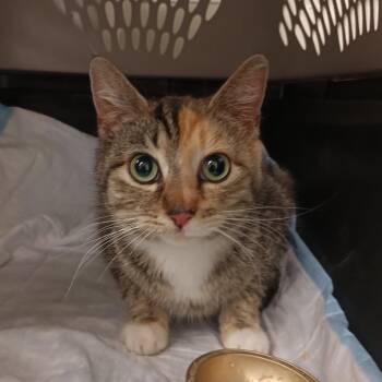 Orchid -  Domestic Short Hair Cat for Adoption in Chattanooga, Tennessee - Orchid | PetCurious