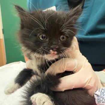 Spicy -  Domestic Medium Hair Cat for Adoption in Reno, Nevada - Spicy | PetCurious