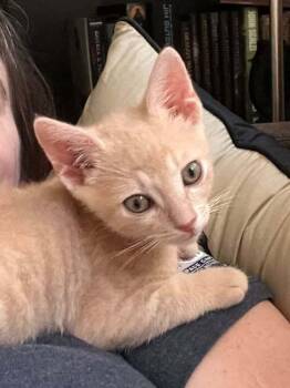 Nugget 4 -  Domestic Short Hair Cat for Adoption in Tucson, Arizona - Nugget 4 | PetCurious