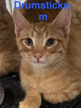 Rescue Tabby and Domestic Short Hair Cats for Adoption in Brookhaven, Mississippi - Drumstick 25 | PetCurious