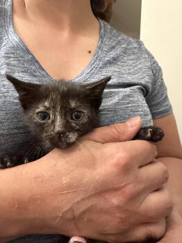 Domestic Short Hair Cats Available for Adoption in Camden, South Carolina - Bugatti (Available For Pre-adoption) | PetCurious