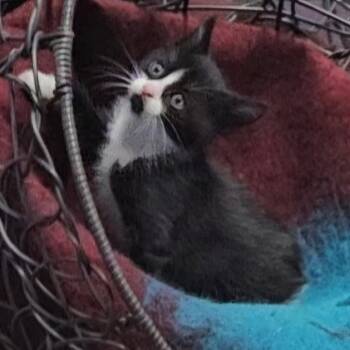 Rescue Domestic Short Hair Cats for Adoption in Priest River, Idaho - Shroeder | PetCurious