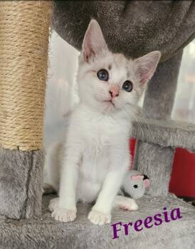Rescue Siamese Cats for Adoption in San Jacinto, California - Freesia | PetCurious
