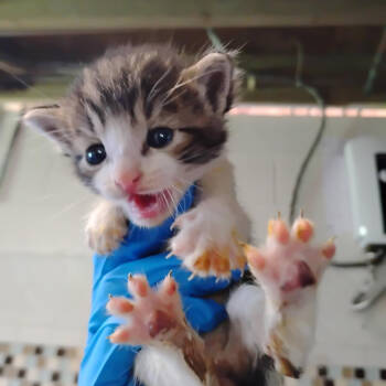 Rescue Domestic Short Hair Cats for Adoption in Volcano, Hawaii - ULYSSES COH-A-65009 | PetCurious