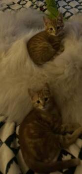 2026-70 Sol -  Domestic Short Hair Cat for Adoption in Windsor, Connecticut - 2026-70 Sol | PetCurious