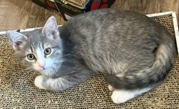 Tucker -  Domestic Short Hair Cat for Adoption in Chattanooga, Tennessee - Tucker | PetCurious