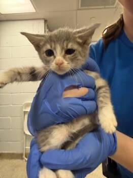 Capture the Flag -  Domestic Short Hair Cat for Adoption - Capture The Flag | PetCurious