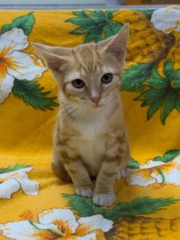 Marvin -  Domestic Short Hair Cat for Adoption in Vacaville, California - Marvin | PetCurious