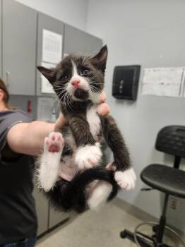 Cinnamon Bun -  Domestic Short Hair Cat for Adoption in Bloomington, Indiana - Cinnamon Bun | PetCurious