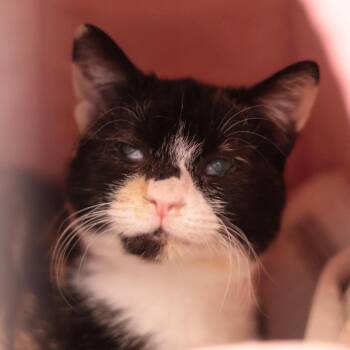Domestic Short Hair Cats Available for Adoption in Philadelphia, Pennsylvania - Marshmallow | PetCurious
