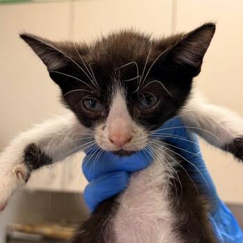 Domestic Short Hair Cats Available for Adoption in San Antonio, Texas - Delaw | PetCurious
