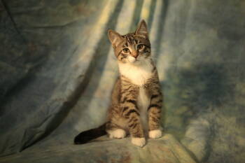 Cats for Adoption - Vinson | PetCurious