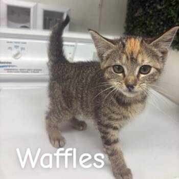 Waffles -  Domestic Short Hair Cat for Adoption in Buffalo, Minnesota - Waffles | PetCurious