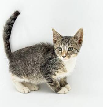 Finn -  Domestic Short Hair Cat for Adoption in Bowling Green, Kentucky - Finn | PetCurious