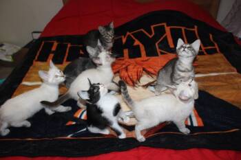 Taylor 4 -  Domestic Short Hair and Siamese Cat for Adoption in Austin, Texas - Taylor 4 | PetCurious