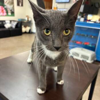 Left Twix -  Domestic Short Hair Cat for Adoption in South Haven, Michigan - Left Twix | PetCurious